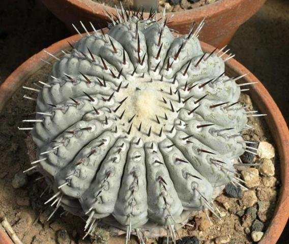 Copiapoa_cinerea_5